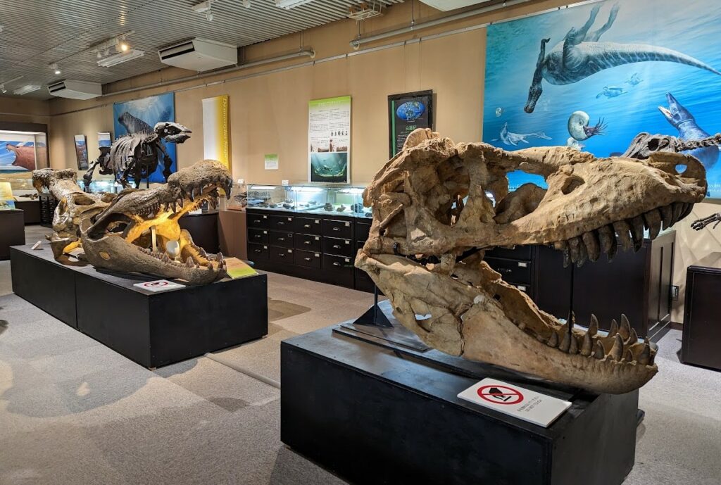 Skulls inside the Hokkaido University Museum