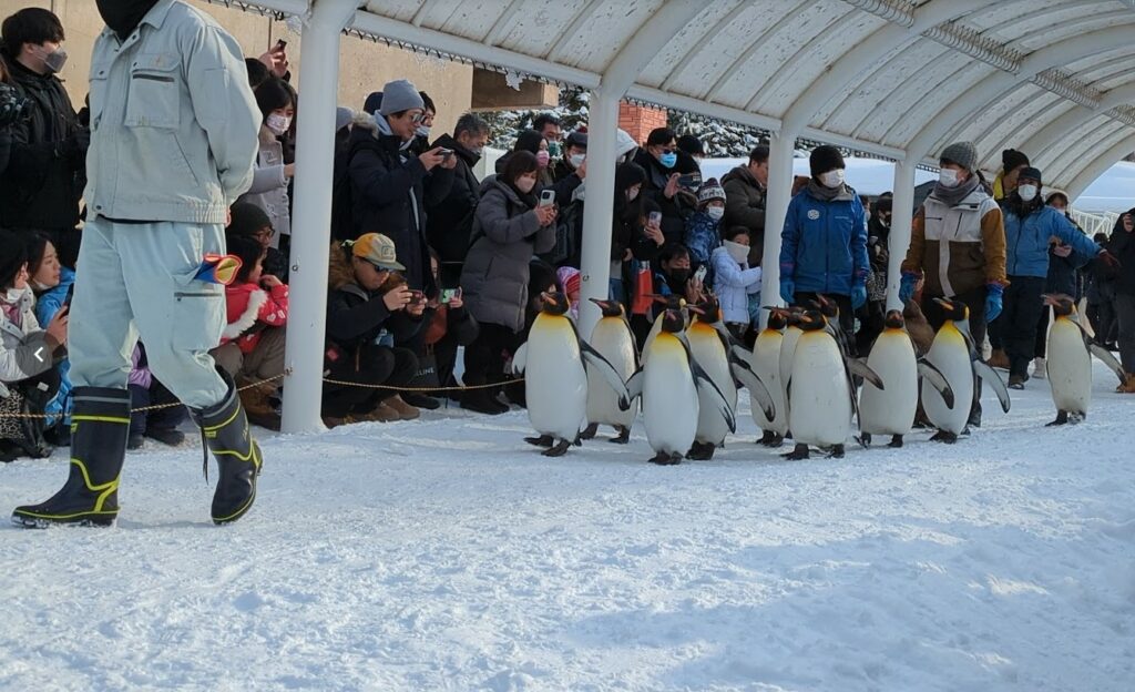 Penguins walking